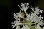 White baneberry <BR>Doll's eyes